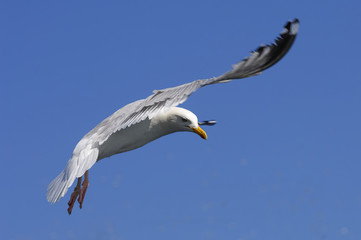 Herring Gull