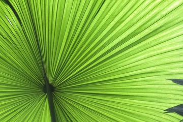 Foto auf Acrylglas Antireflex tropischer Blattdetailgrüner Beschaffenheitshintergrund © kikkerdirk