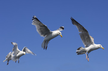 Gull Arc