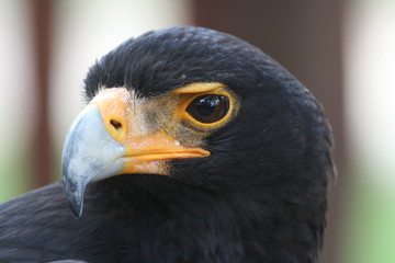 Verreaux's Eagle - Aquila verreauxii