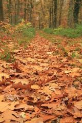 Waldweg im Herbst