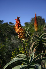 Aloe Ferox 2