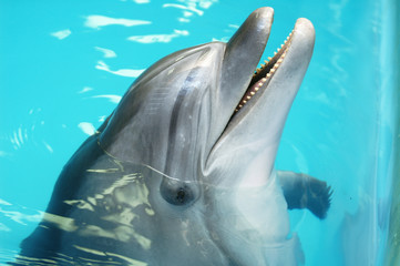 happy dolphin