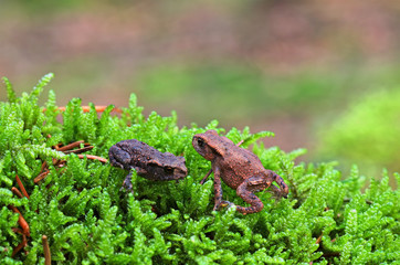 Zwei kleine Kr&ouml;ten