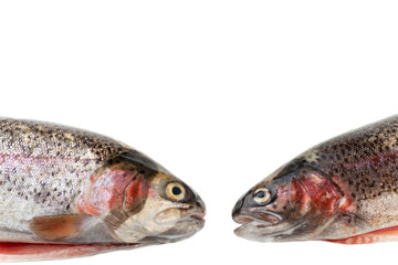zwei Regenbogen Forellen isoliert auf weiß