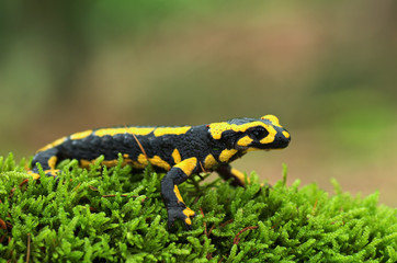 Salamander