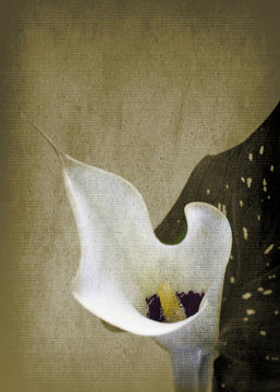 wei&szlig;e Calla antik