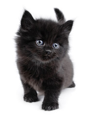 Black little kitten walking, white background