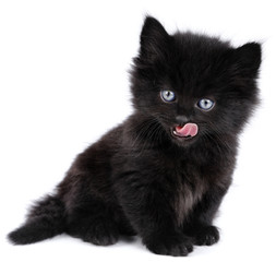 Black little kitten sitting down, licking, white background