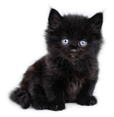 Black little kitten sitting down, white background