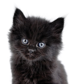Black little kitten sitting down, close-up, white background