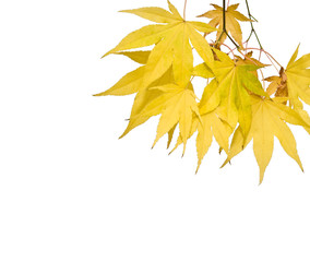 Naklejka na ściany i meble Beautiful fresh bright Autumn Fall Background image