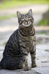 Obraz premium pręgowany kot