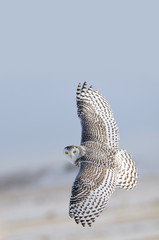 Winter White Snowy Owl in flight