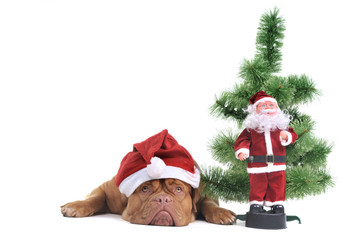 Puppy under a Christmas Tree