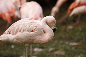 Flamingo in Nahaufnahme