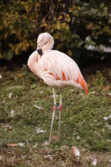Flamingo in Nahaufnahme