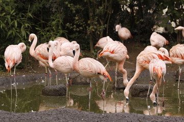 Fototapeta na wymiar Flamingo w bliska