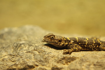 Gefleckter Walzenskink in Nahaufnahme