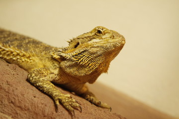 Bartagame in Nahaufnahme