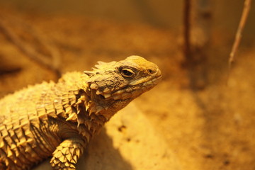 Riesengürtelschweif in Nahaufnahme