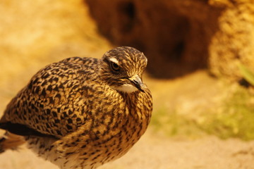 Kaptriel in Nahaufnahme