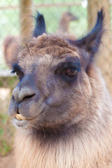 lama or llama © wollertz