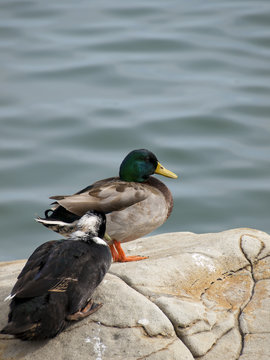 two ducks resting on a rock near