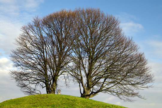 Big tree on the hill