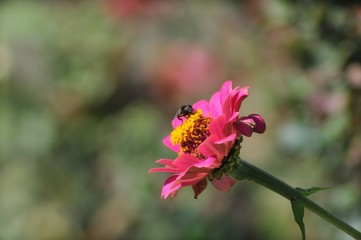 Fototapeta premium ハナアブ