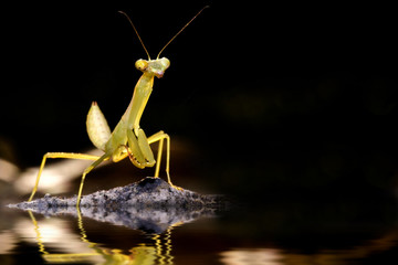 Mantis reflection