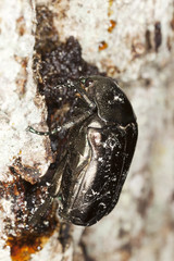 Liocola marmorata feeding on sap, macro photo