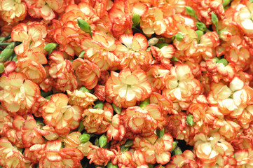 Texture of orange carnation flower