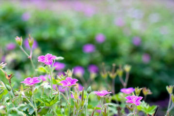 ゲンノショウコの花
