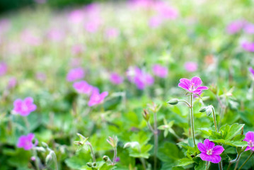 Fototapeta premium ゲンノショウコの花