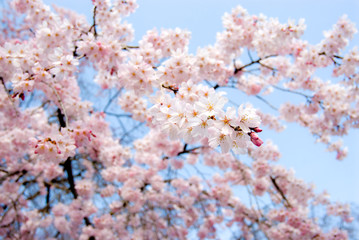 満開の枝垂れ桜の花