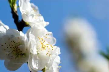 白い花桃の花
