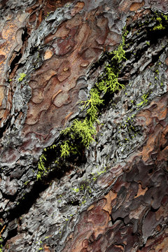 Macro Close-Up of Subar Pine Bark
