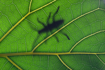 Bug stay on leaf in backlight