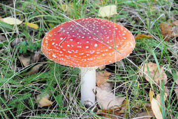Fliegenpilz