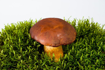 mushroom on moss