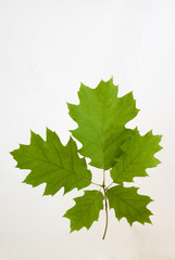 Fototapeta na wymiar oaken leaves