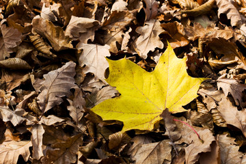 Background from autumn leafs
