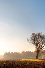 Fototapeta premium trees