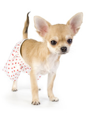 cute chihuahua puppy dressed in white silk panties
