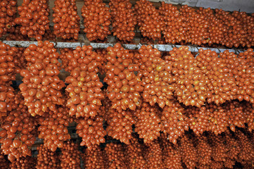 Hanging bunches of tied Neapolitan tomatoes called piennolo