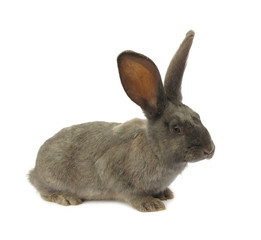 Rabbit bunny isolated on white background