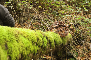 Bosque de Leurtza (Navarra)