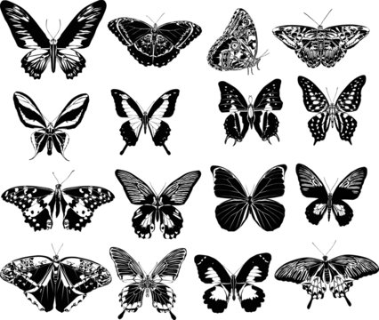sixteen black butterflies