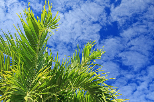 feuilles de palmier veitchia sur fond de ciel nuageux